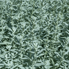 Prairie Sage – 100 Seeds