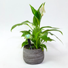 Tall Plant Alarm
