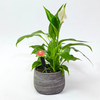 Tall Plant Alarm