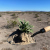 DeWit Shovel - American with 10" Handgrip