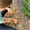 Little Pals Bug Watching Activity Kit