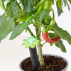 Plant Alarm Kit