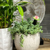 Plant Alarm Kit