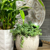 Plant Alarm Kit