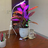 Plant Deluxe Kit