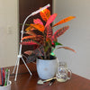 Plant Deluxe Kit