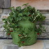 Strawberry & Herb Patio Planter 2pk