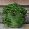 Strawberry & Herb Patio Planter 2pk