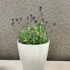 7" Gray Round Self-Watering Bamboo Pot