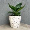7" Dots Round Self-Watering Bamboo Pot