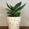 7" Dots Round Self-Watering Bamboo Pot