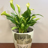 7" Butterfly Round Self-Watering Bamboo Pot
