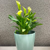 7" Sage Green Round Self-Watering Bamboo Pot