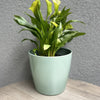7" Sage Green Round Self-Watering Bamboo Pot