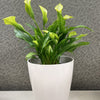 7" Cream Round Self-Watering Bamboo Pot
