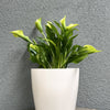 7" Cream Round Self-Watering Bamboo Pot