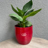 6.3" Red Ceramic Bergamo Pot