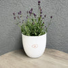 6.3" White Ceramic Boston Pot