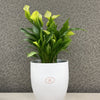 6.3" White Ceramic Boston Pot