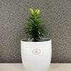 6.3" White Ceramic Bergamo Pot