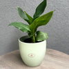 6.3" Matte Linden Green Ceramic Basel Fashion Pot
