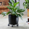 11.8" Round Black Wire Plant Caddy