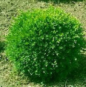 BUXUS M. 'FRANKLIN'S GEM'  G3 12"