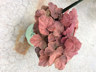 HEUCHERA V. 'LAVA LAMP'  19CM PTW