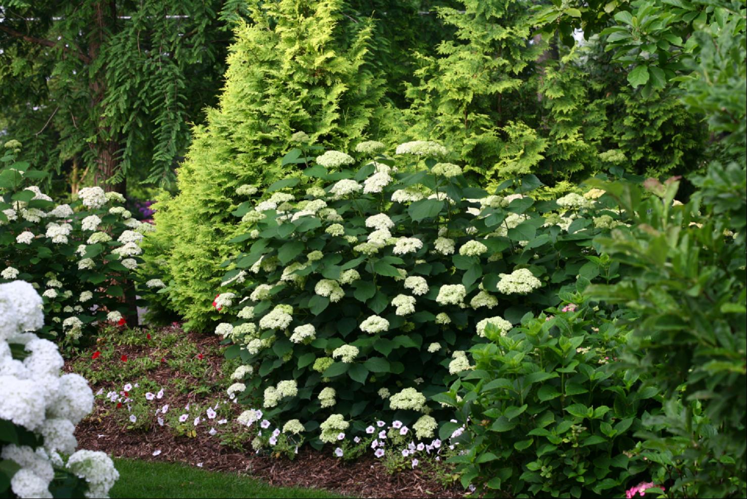 HYDRANGEA A. 'LIME RICKEY'  G3 PW
