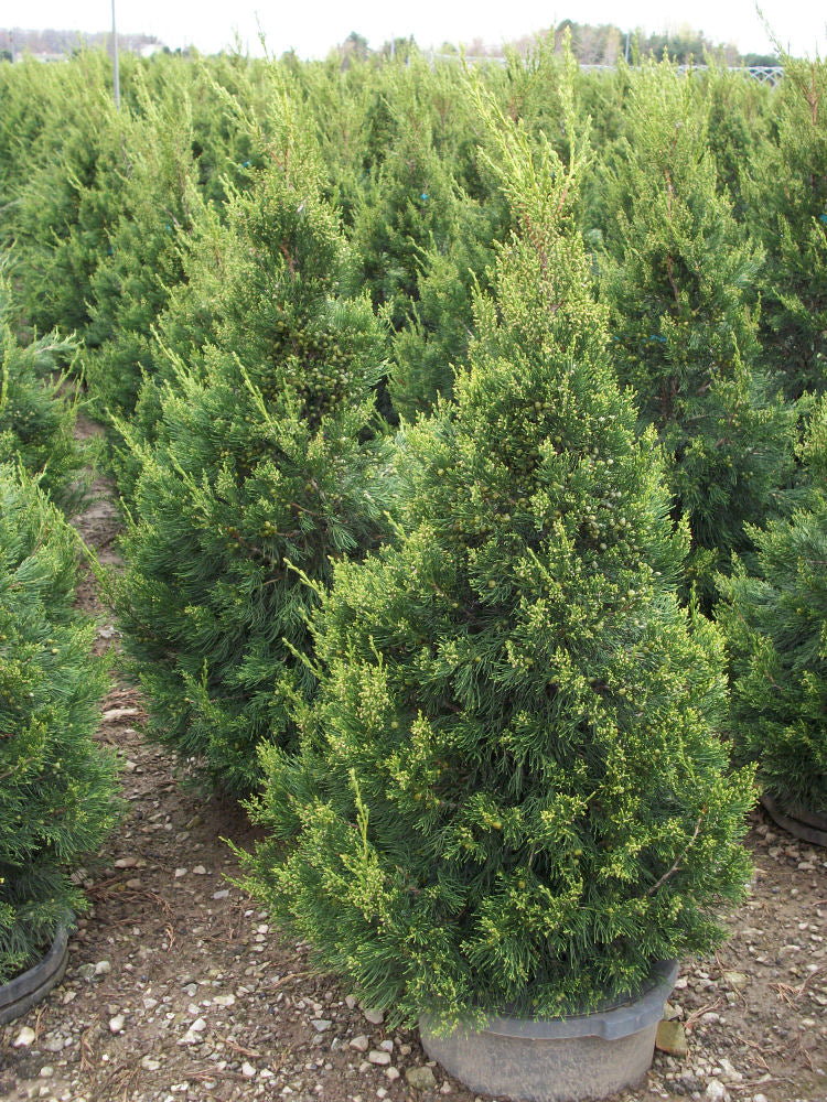 JUNIPER C. 'HETZII COLUMNARIS'  G3 24"