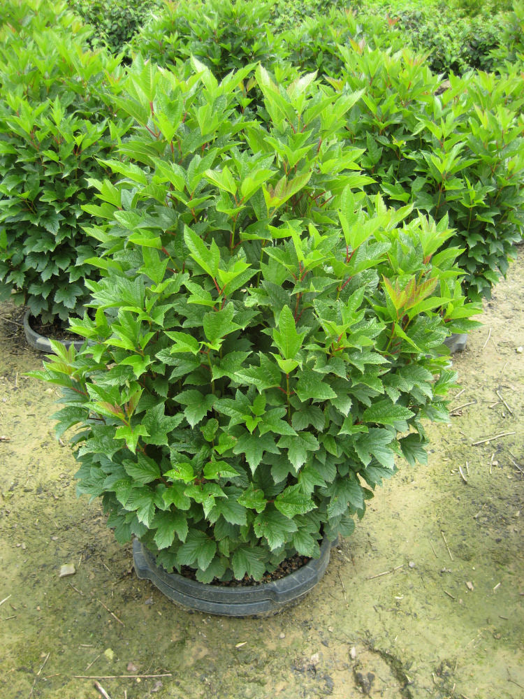 VIBURNUM TRILOBUM COMPACTA  G3 18"