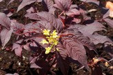 DIERVILLA S. 'NIGHTGLOW'  G2  BE