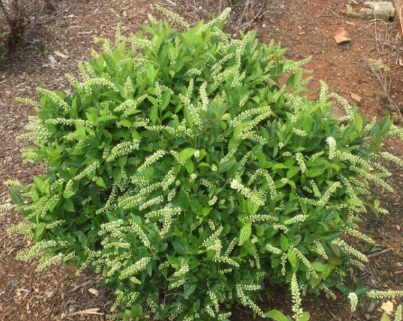 ITEA VIRGINICA LOVE CHILD'®  G3 15" FE