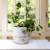 Plant Trellis Kit- Deco Style
