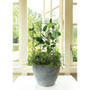 Plant Grid Trellis Kit- Medium