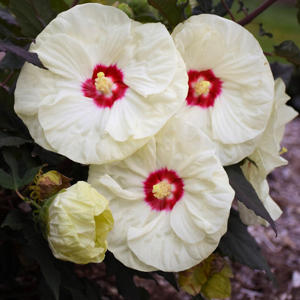 Summerific® 'French Vanilla' Rose Mallow (HIBISCUS X SUMMERIFIC FRENCH VANILLA) - 2 gallon