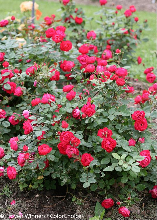 Oso Easy Double Red® Rose (ROSE OSO EASY DOUBLE RED) - 1 gallon
