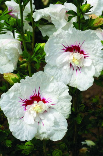 Bali™ Hibiscus (HIBISCUS SY. BALI) - 2 gallon