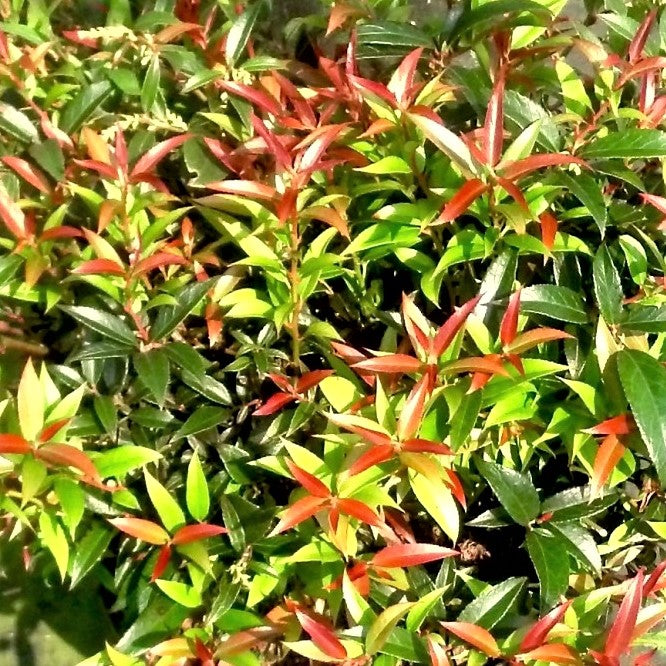 Leocothoe Rejoyce (LEUCOTHOE REJOYCE) - 2 gallon 12"