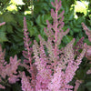 Vision In Pink Astilbe (ASTILBE VISION IN PINK) - 1 gallon