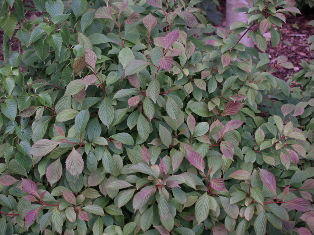 Dwarf Fragrant Viburnum (VIBURNUM FARRERI NANUM) - 3 gallon 18"
