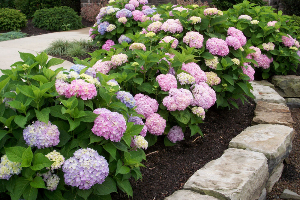 Endless Summer® The Original Hydrangea (HYDRANGEA M. ENDLESS SUMMER) - 8"
