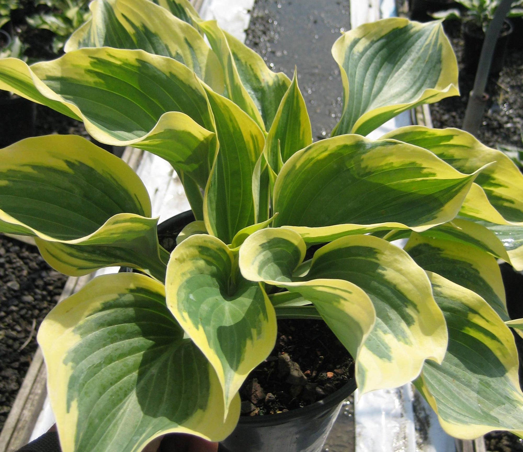 Liberty Plantain Lily (HOSTA LIBERTY) - 1 gallon
