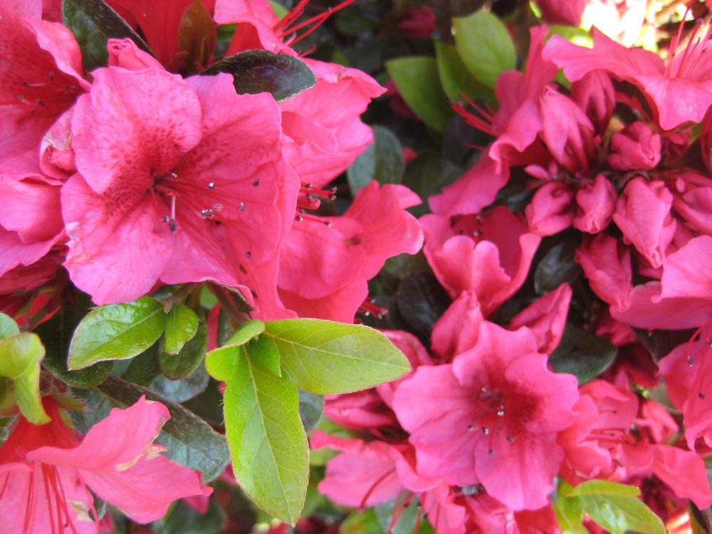 Renee Michelle Azalea (AZALEA RENEE MICHELLE) - 1 gallon 8"