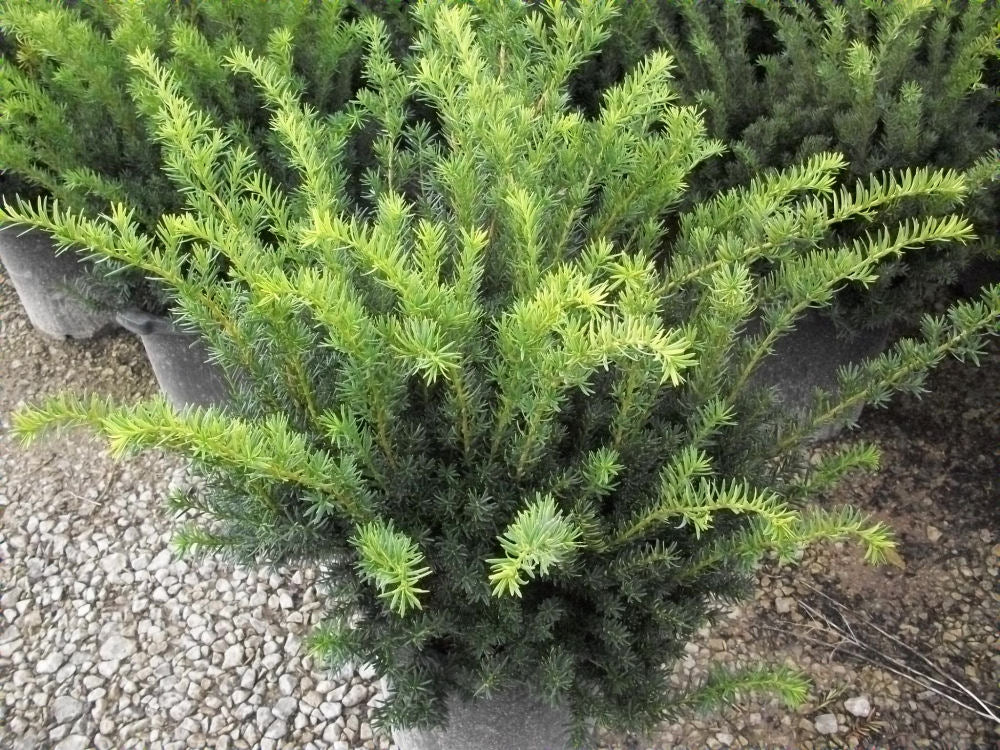 Densiformis Yew (TAXUS MEDIA DENSIFORMIS) - 3 gallon 15"