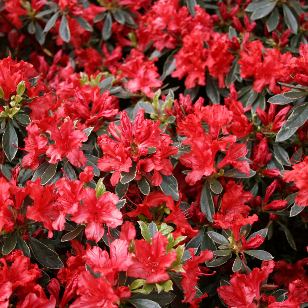 Hot Shot Azalea (AZALEA HOT SHOT) - 1 gallon