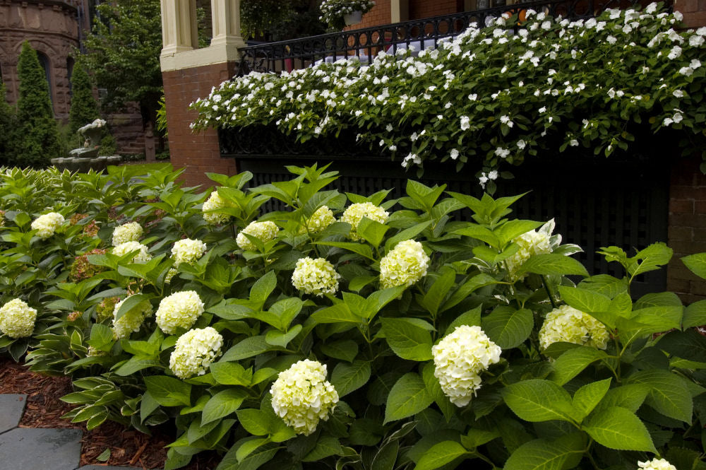 Blushing Bride® Hydrangea (HYDRANGEA M. BLUSHING BRIDE) - 2 gallon