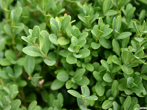 Green Gem Boxwood (BUXUS M. GREEN GEM) - 2 gallon 10"