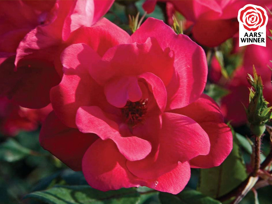 Red Knock Out® Rose (ROSE K.O. KNOCKOUT) - 2 gallon