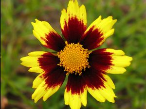 Big Bang™ Cosmic Eye Coreopsis (COREOPSIS X BIG BANG COSMIC EYE) - 1 gallon